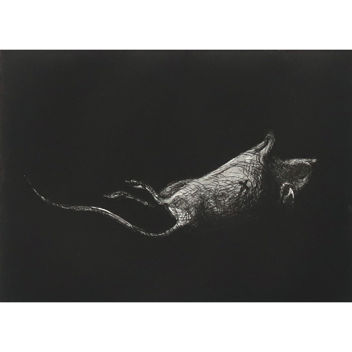 Mortuus etching of a mouse by Fiona Hamilton.