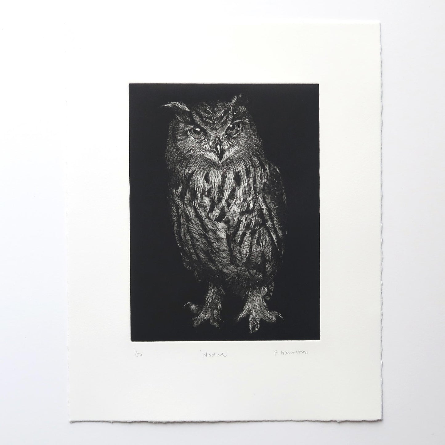 Noctua owl intaglio etching print by Fiona Hamilton.