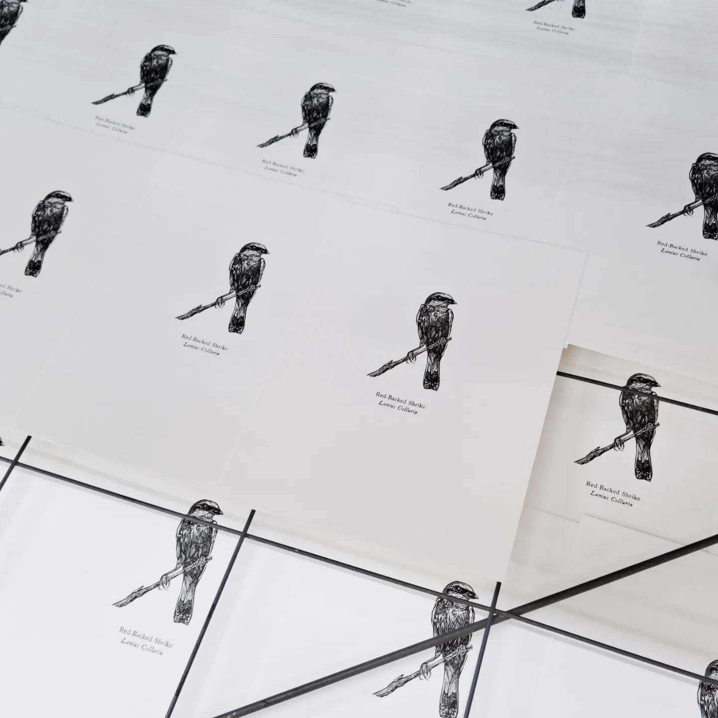 Lots of the Red-backed Shrike wood engraving with letterpress print by Fiona Hamilton on drying rack straight off the press.