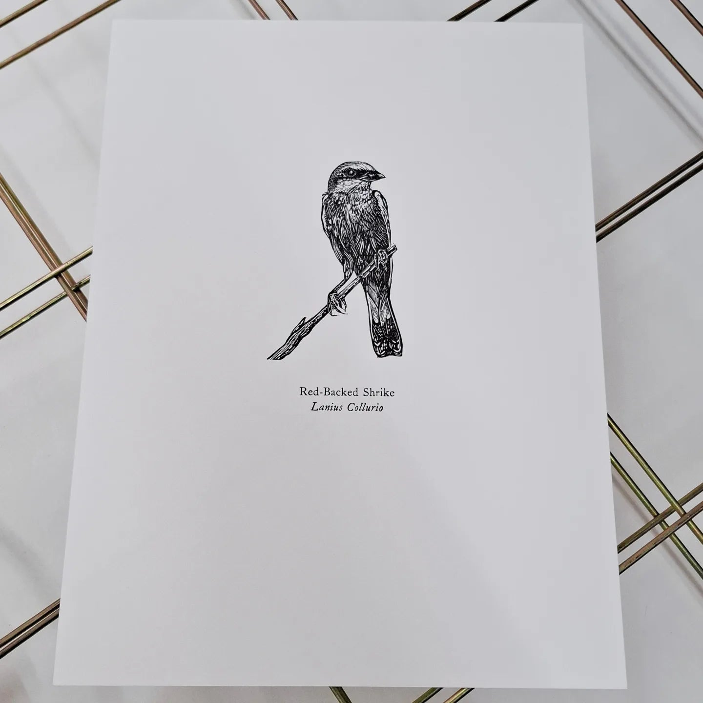 Red-backed Shrike wood engraving with letterpress print by Fiona Hamilton on drying rack straight off the press.