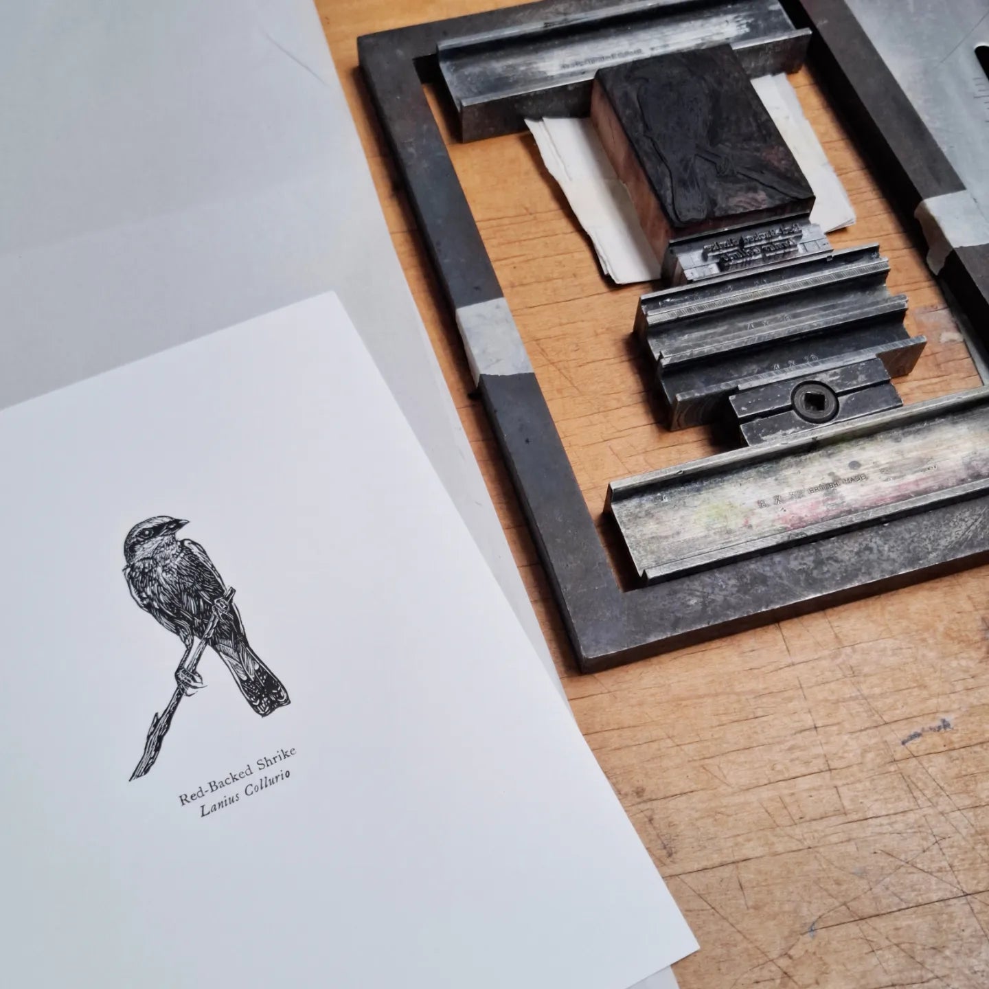 Red-backed Shrike wood engraving with letterpress print by Fiona Hamilton next to the form comprising of the wood block and the letterpress type in a lock up.