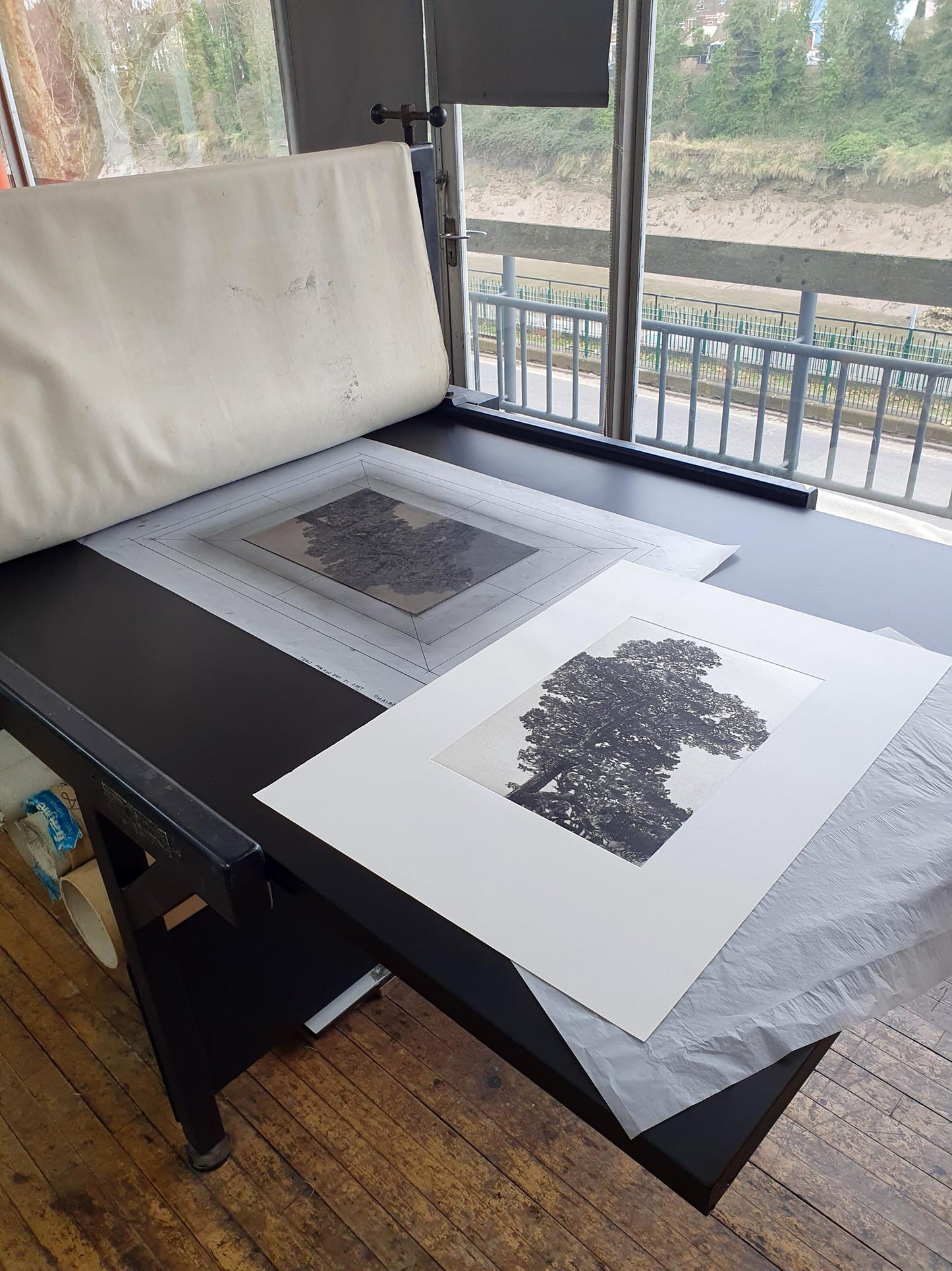 Scots Pine Print