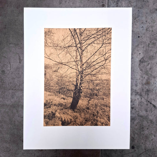 Silver Birch in Autumn Art Screen Print