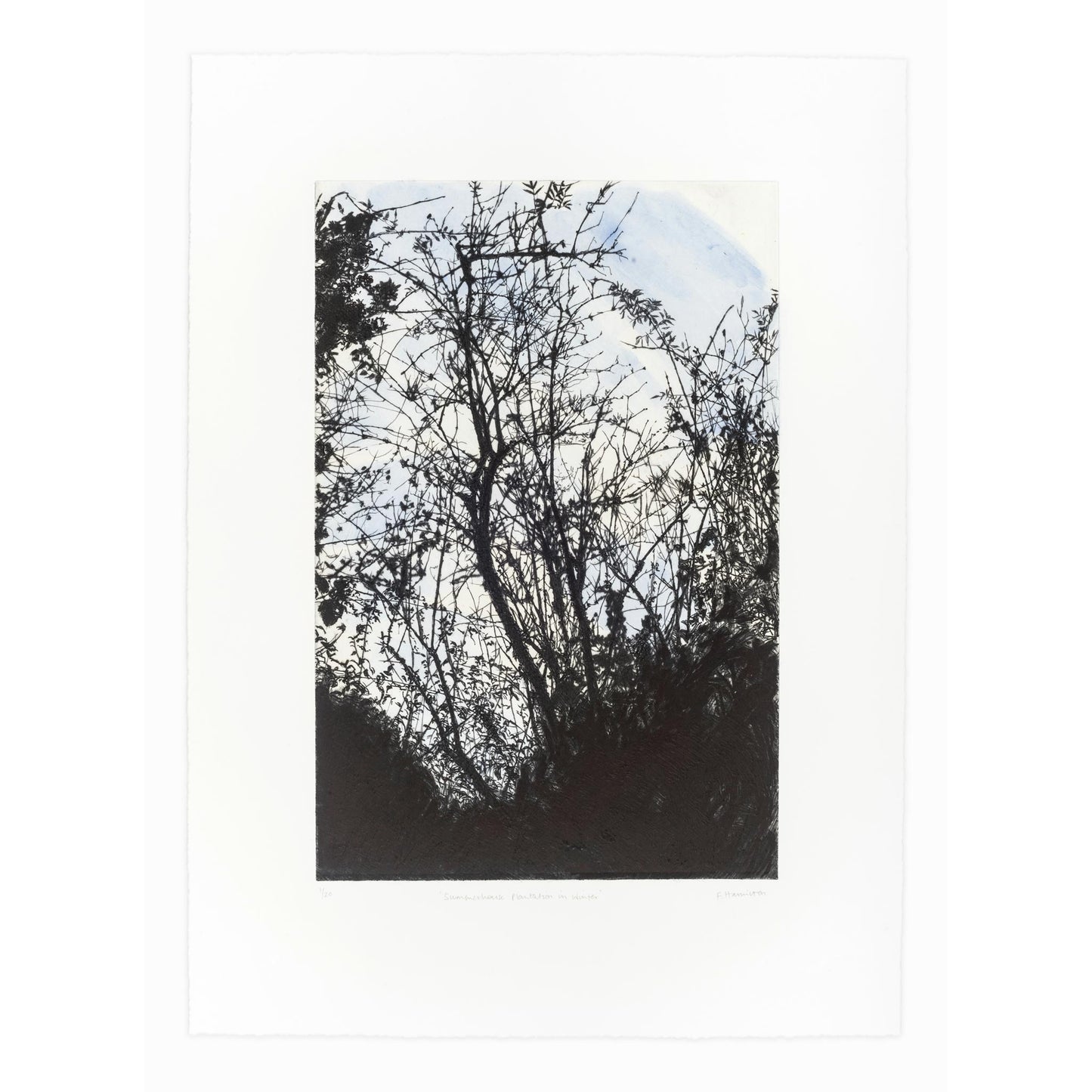 Summerhouse Plantation in Winter drypoint etching original print with watercolour and chine colle of trees and branches by Fiona Hamilton in blue, black and white