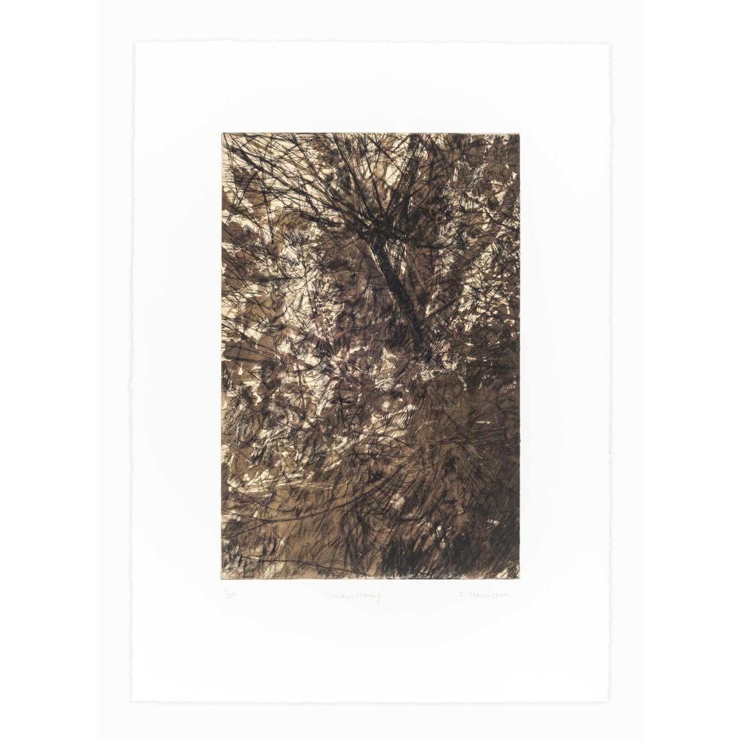 Understorey Print