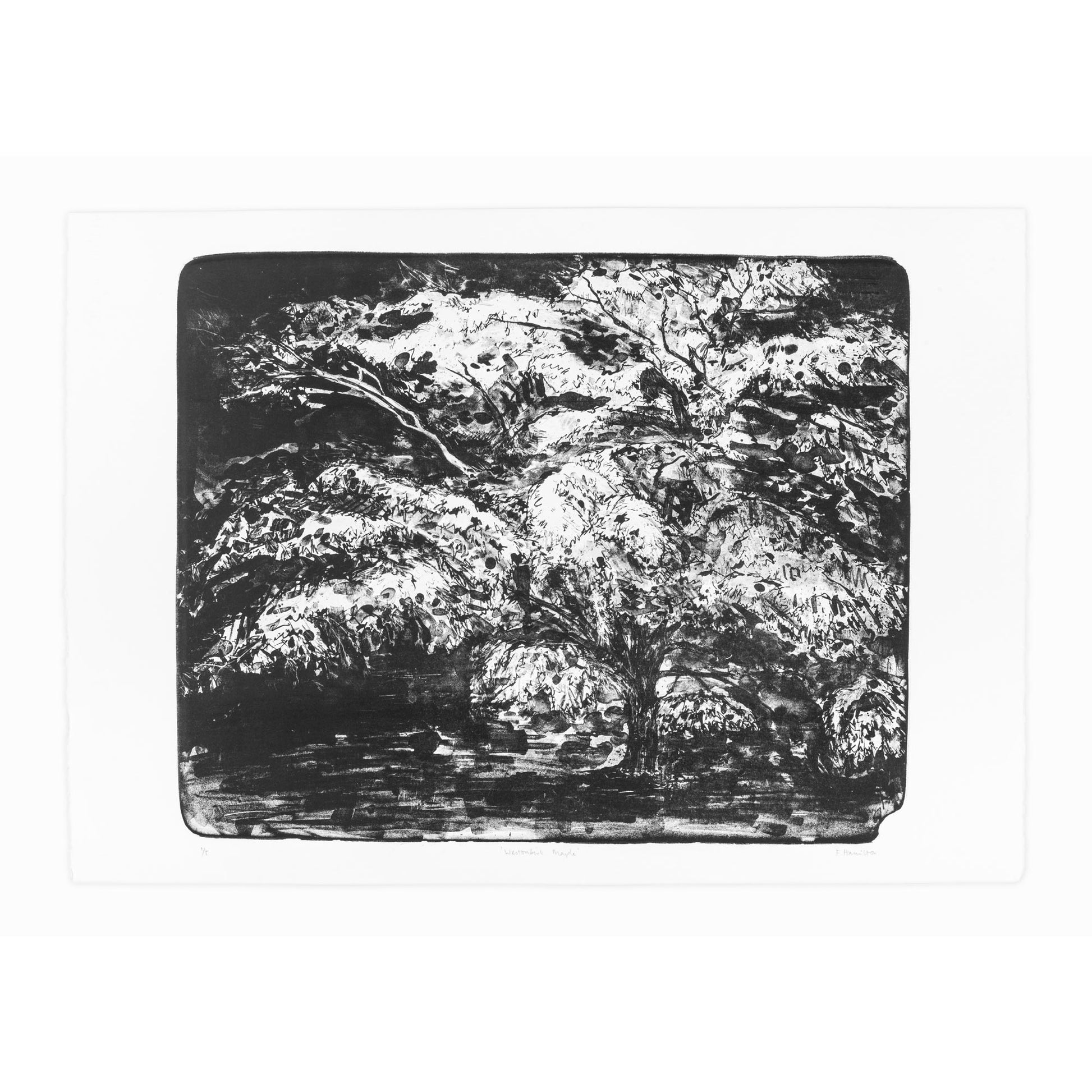 Westonbirt Maple original limited edition stone lithographic art print of an Acer tree in Westonbirt Arboretum by Fiona Hamilton.