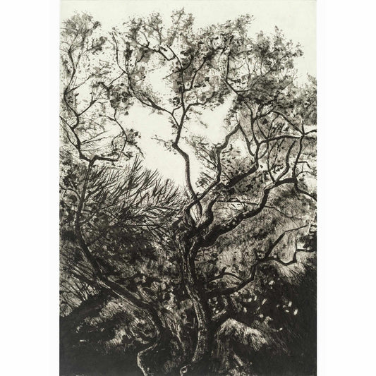 Westonbirt Oak intaglio etching original art print with chine colle of trees and branches by Fiona Hamilton in black and white.