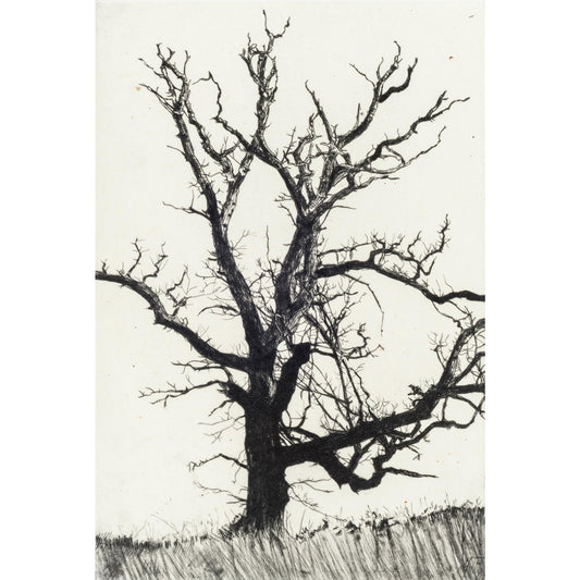 Winter Abscission drypoint etching original print with chine colle of trees and branches by Fiona Hamilton in black and white.