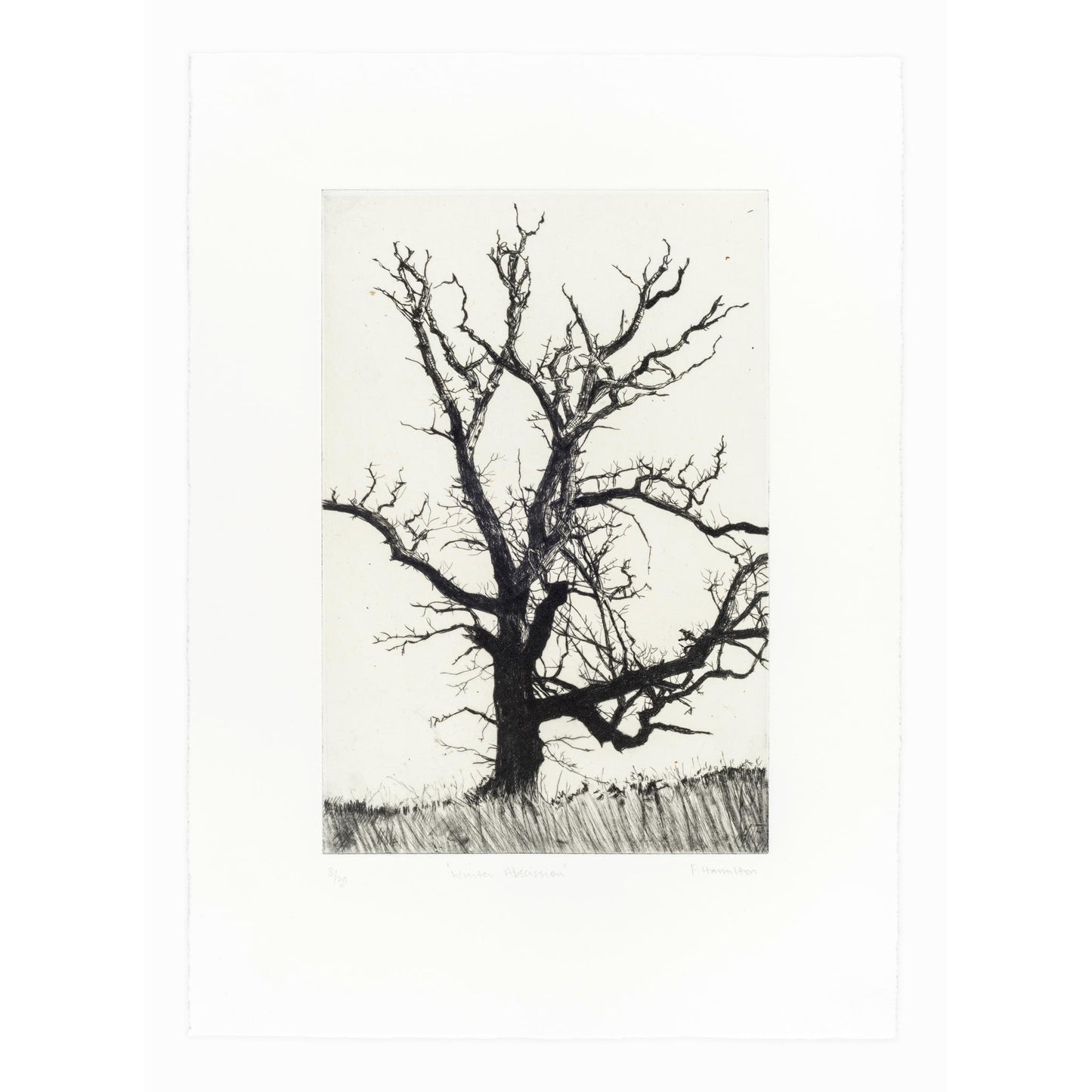 Winter Abscission drypoint etching original print with chine colle of trees and branches by Fiona Hamilton in black and white