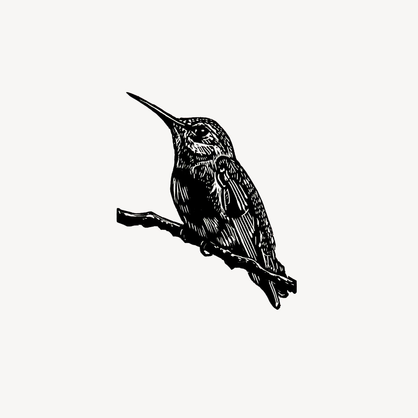 Wood engraving print of Anna's Hummingbird miniature hand printed wood cut relief print in black and white by Fiona Hamilton.