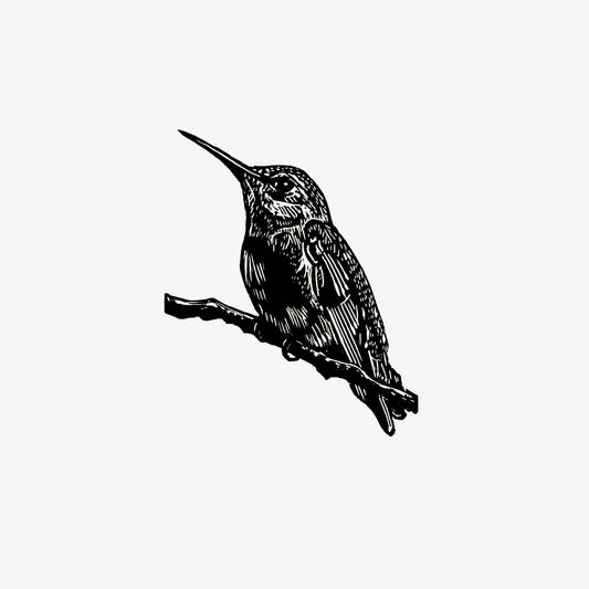Wood engraving print of Anna's Hummingbird miniature hand printed wood cut relief print in black and white by Fiona Hamilton.