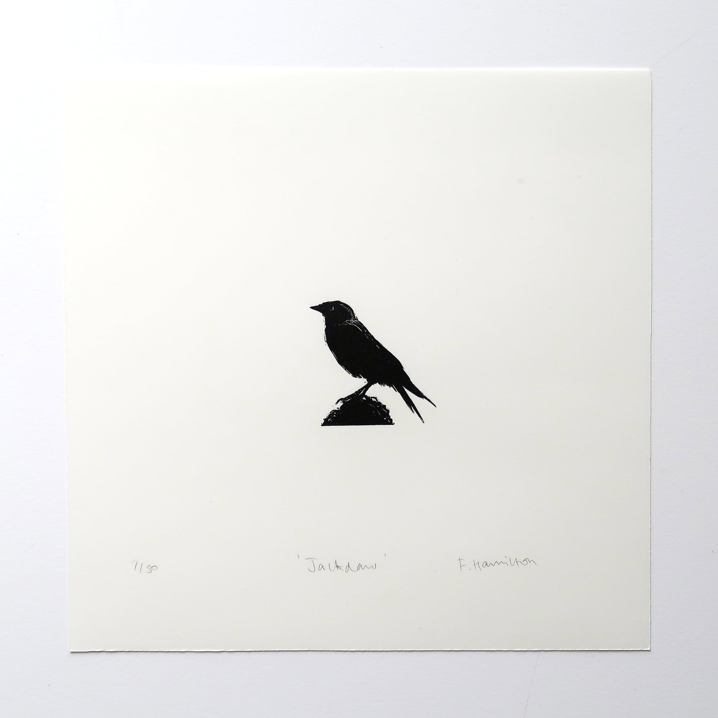 Jackdaw Print