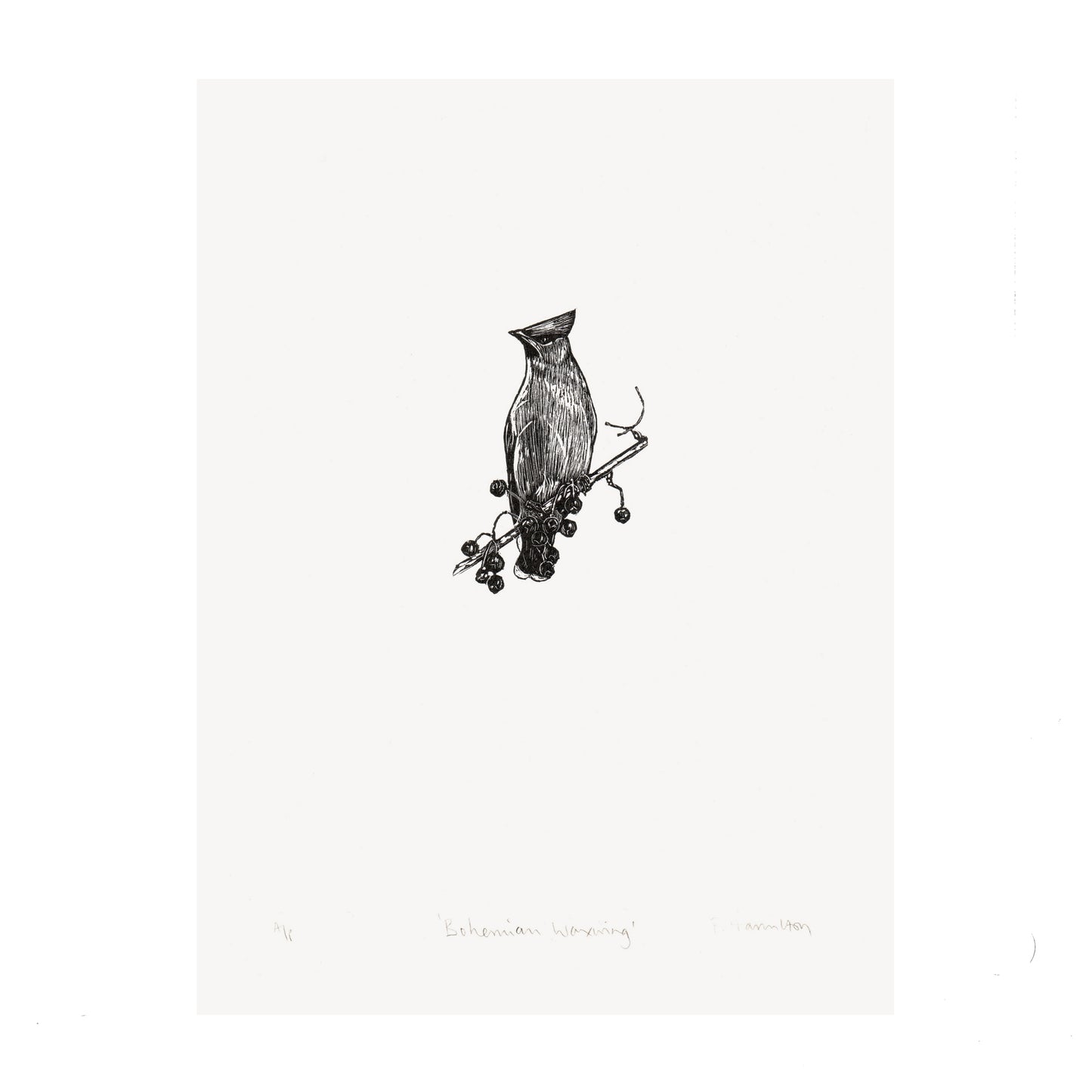 Bohemian Waxwing Wood Engraving Art Print