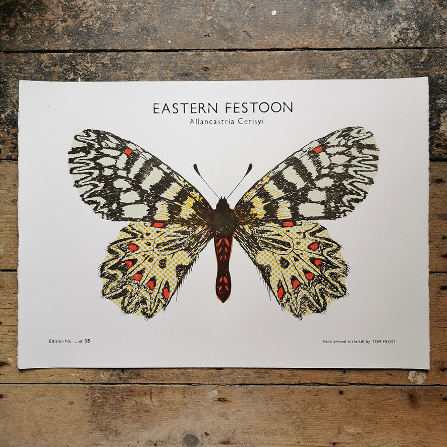 Eastern Festoon Butterfly Print