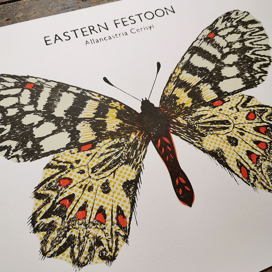 Eastern Festoon Butterfly Print