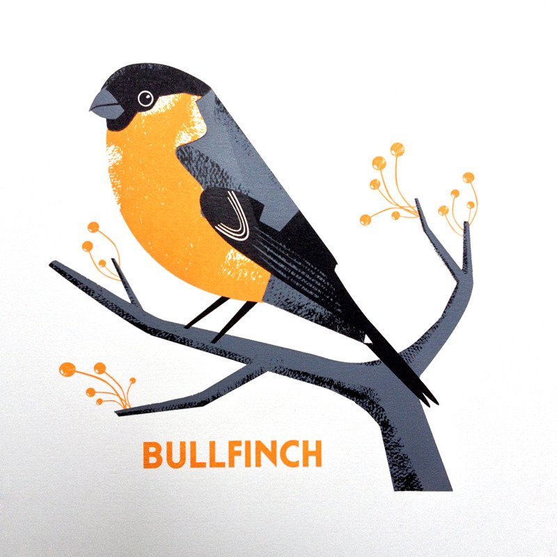 Bullfinch bird screen print by Chris Andrews.