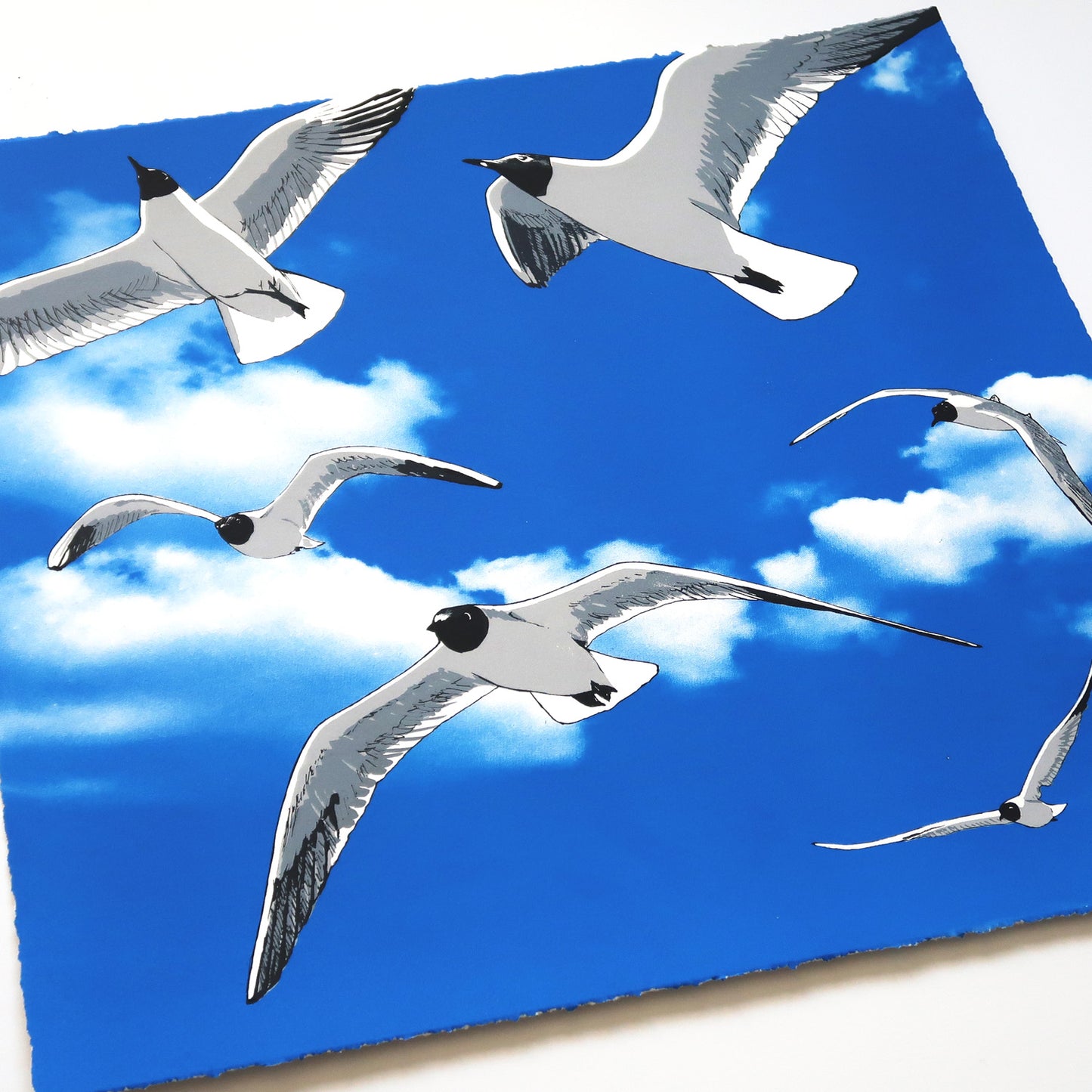 Colony of Black Headed Gulls Print