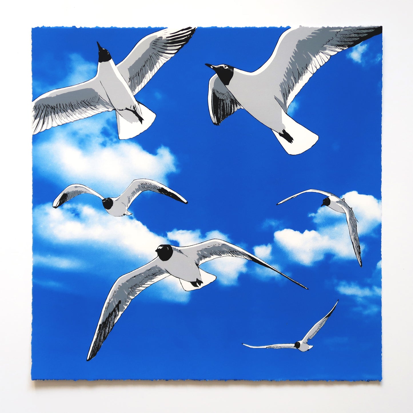 Colony of Black Headed Gulls Print