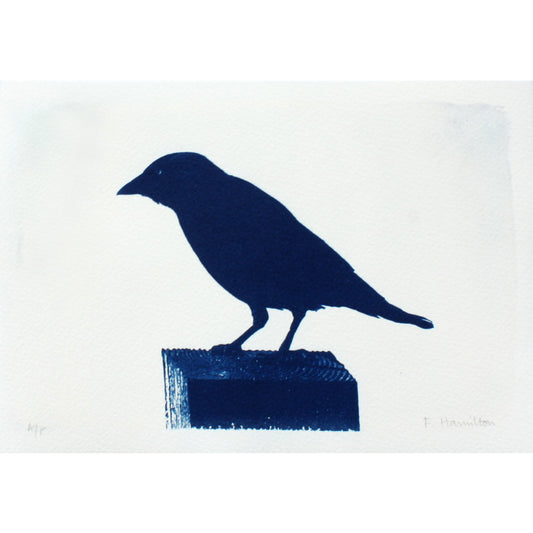 Jackdaw bird on post cyanotype prussian blue original art print by Fiona Hamilton