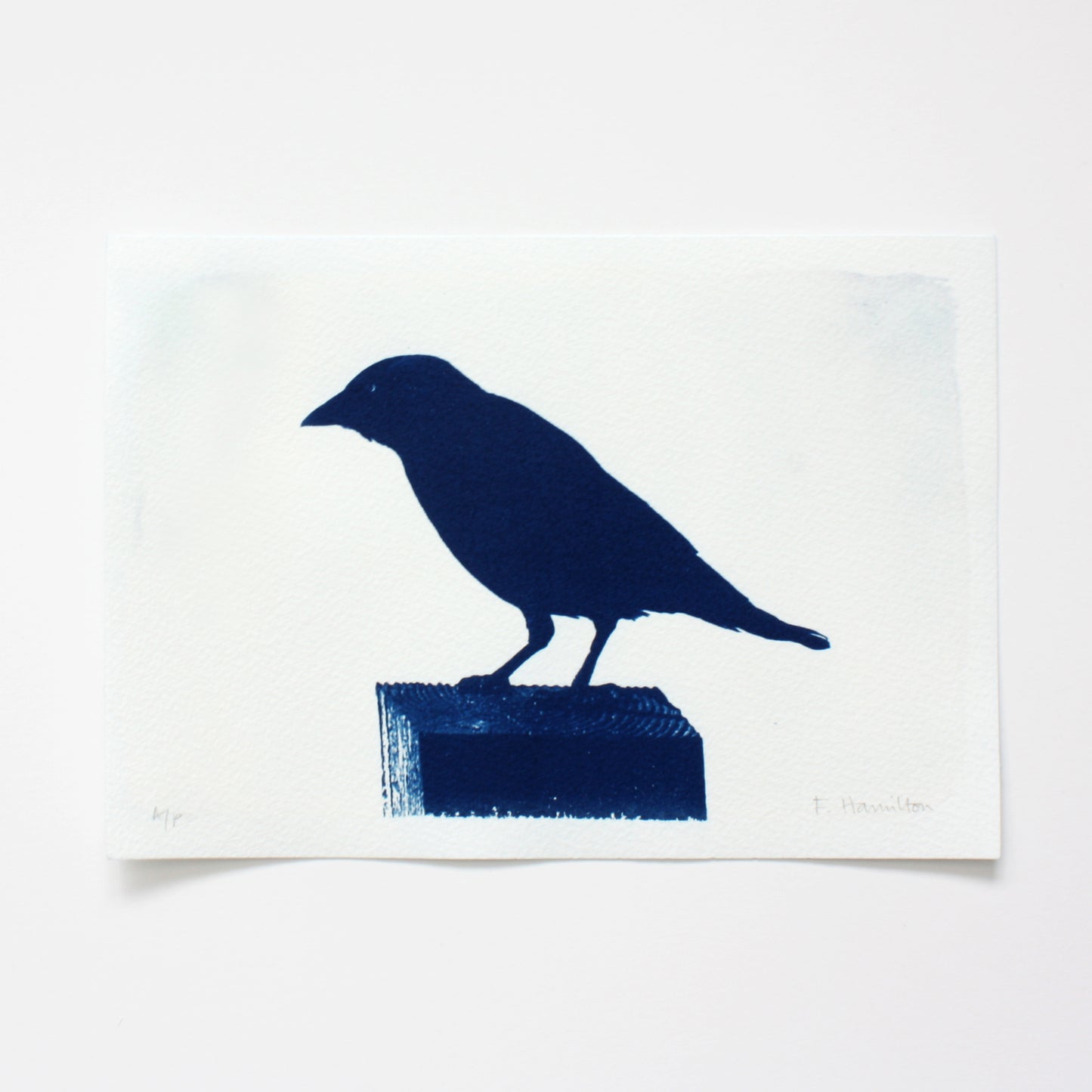 Jackdaw bird on post cyanotype prussian blue original art print by Fiona Hamilton