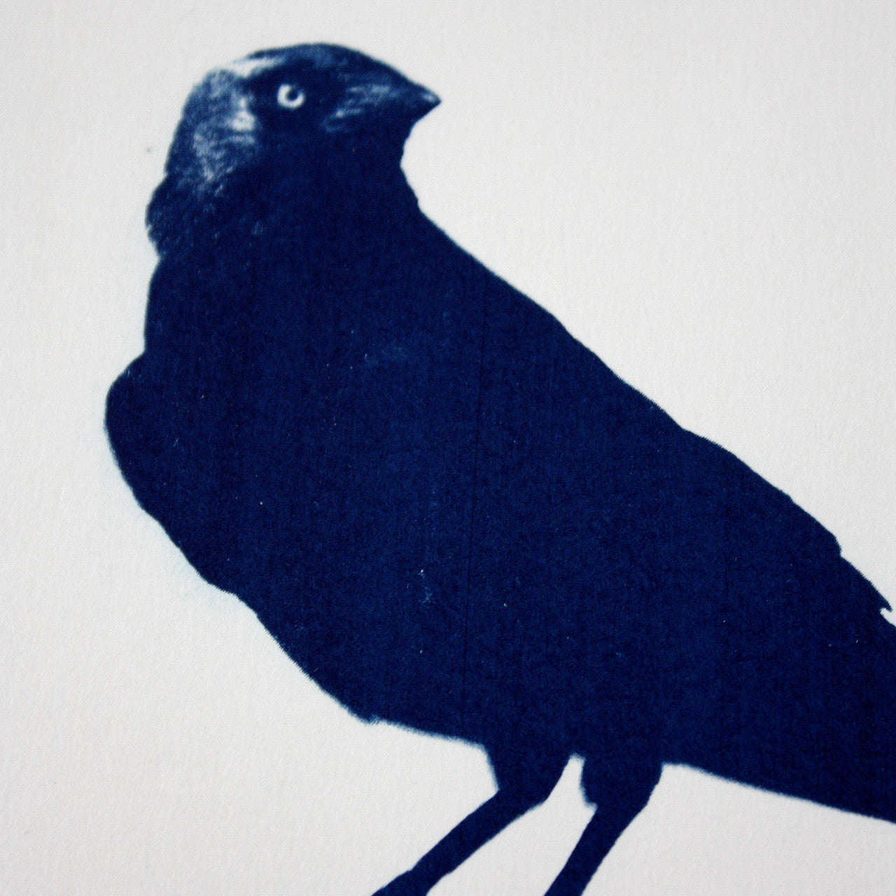 Jackdaw bird on post cyanotype prussian blue original art print by Fiona Hamilton