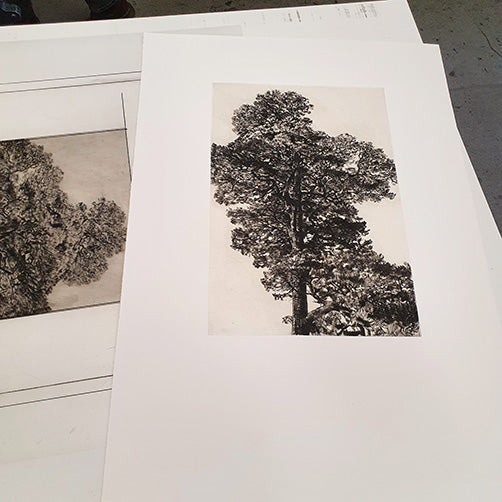 Scots Pine Print