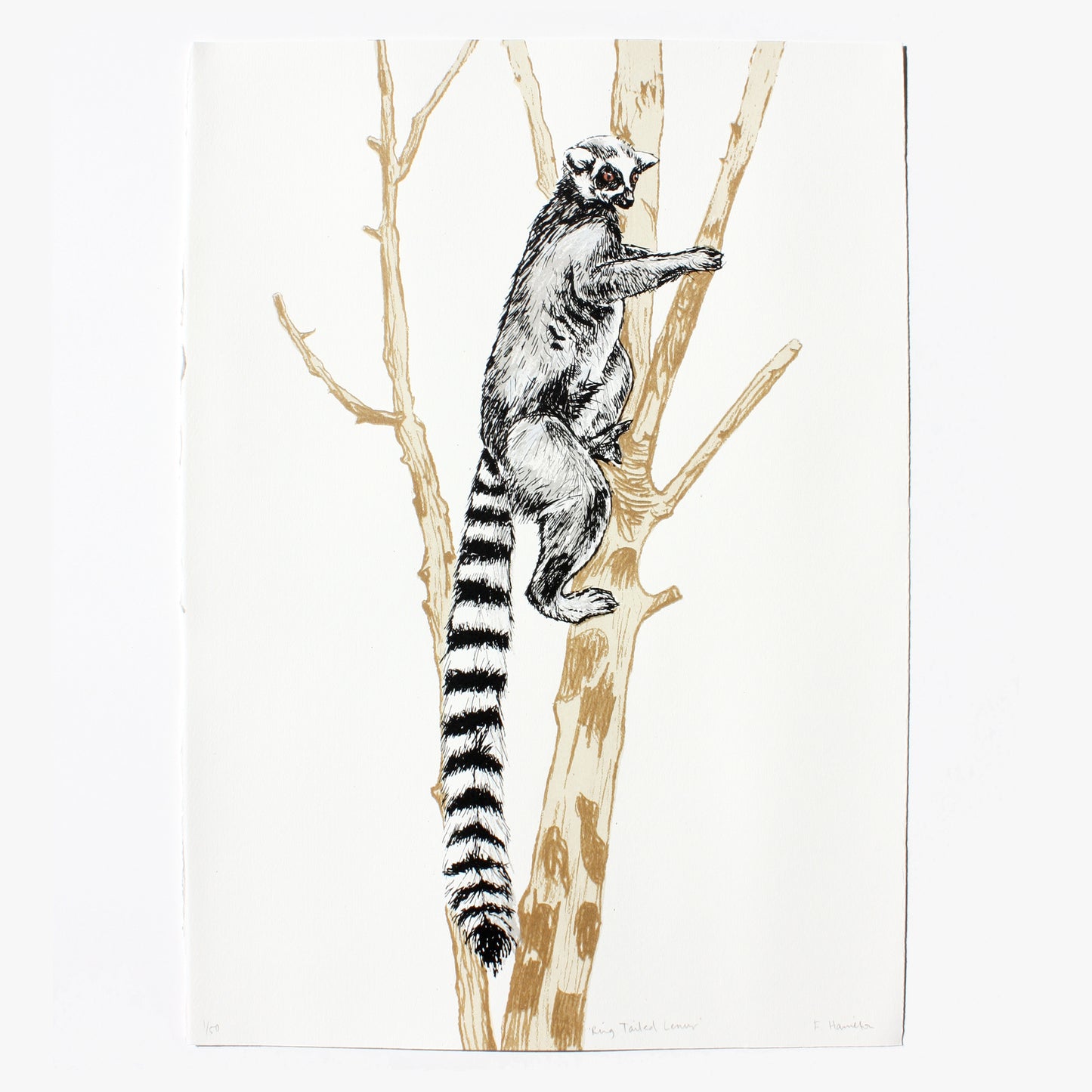 Ring tailed lemur screen print by Fiona Hamilton.