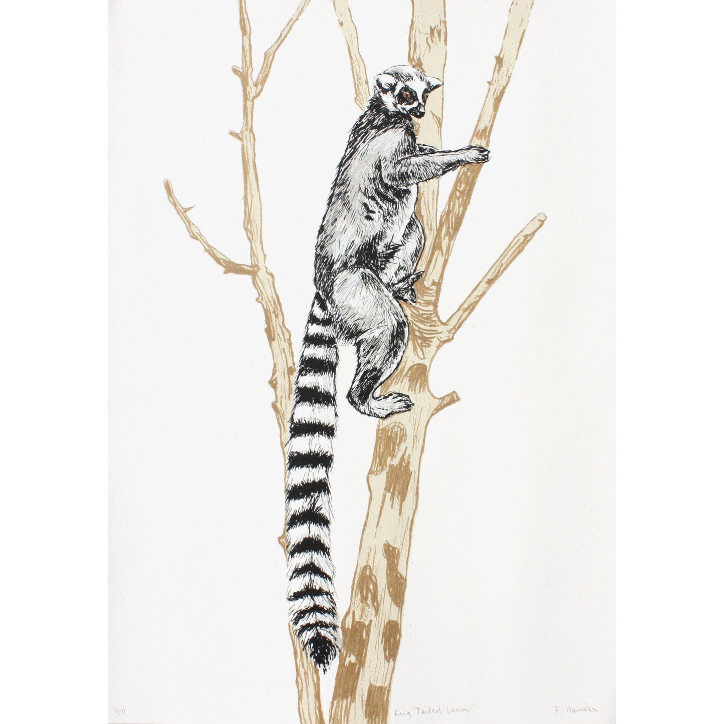 Ring tailed lemur screen print by Fiona Hamilton.
