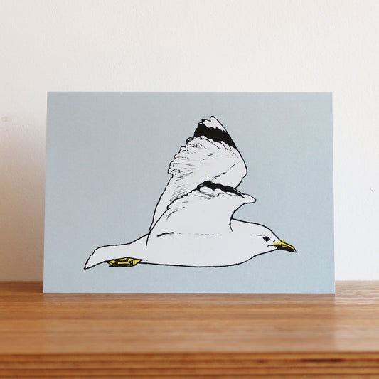 Seagull in flight greeting card by Fiona Hamilton.