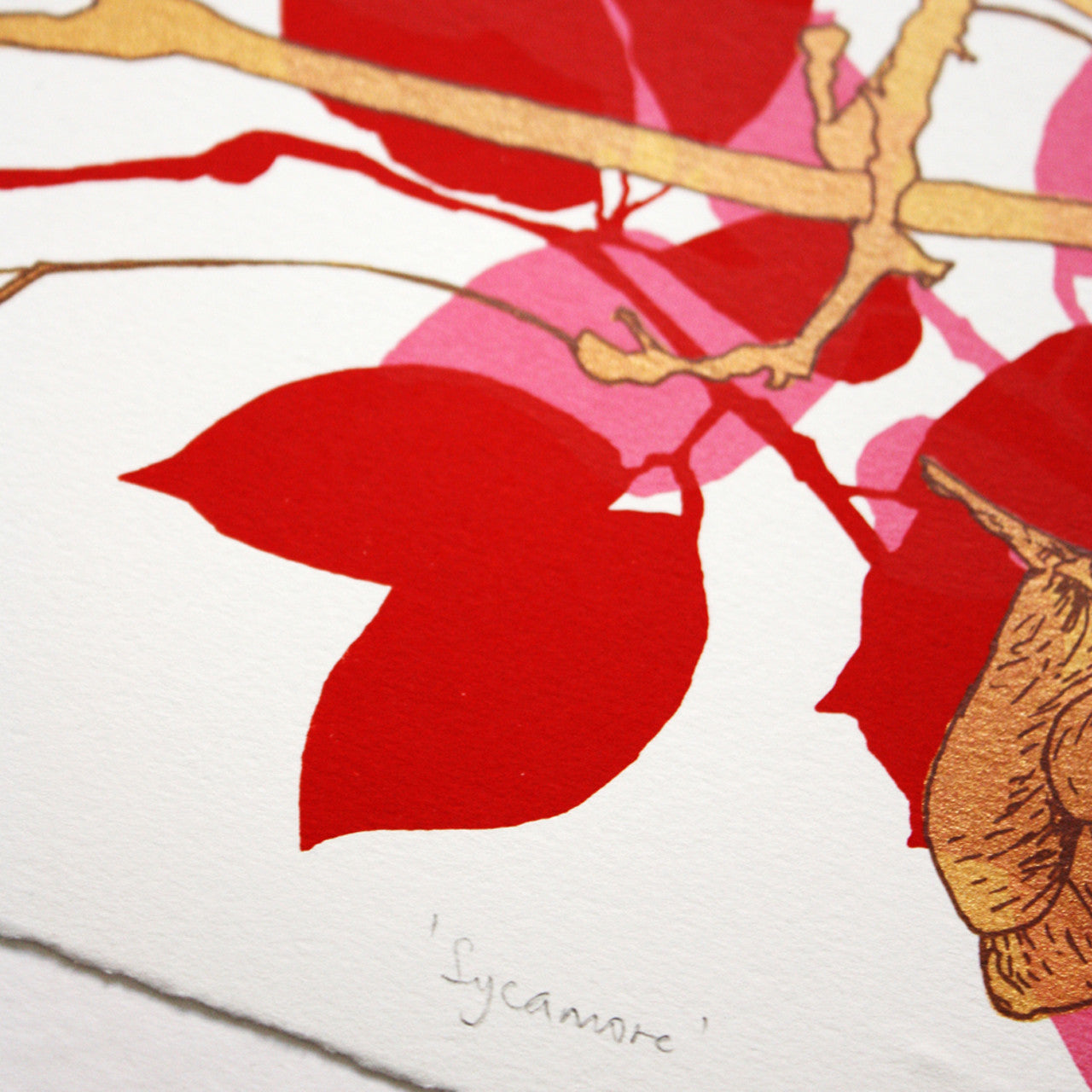 Sycamore Red print by Fiona Hamilton