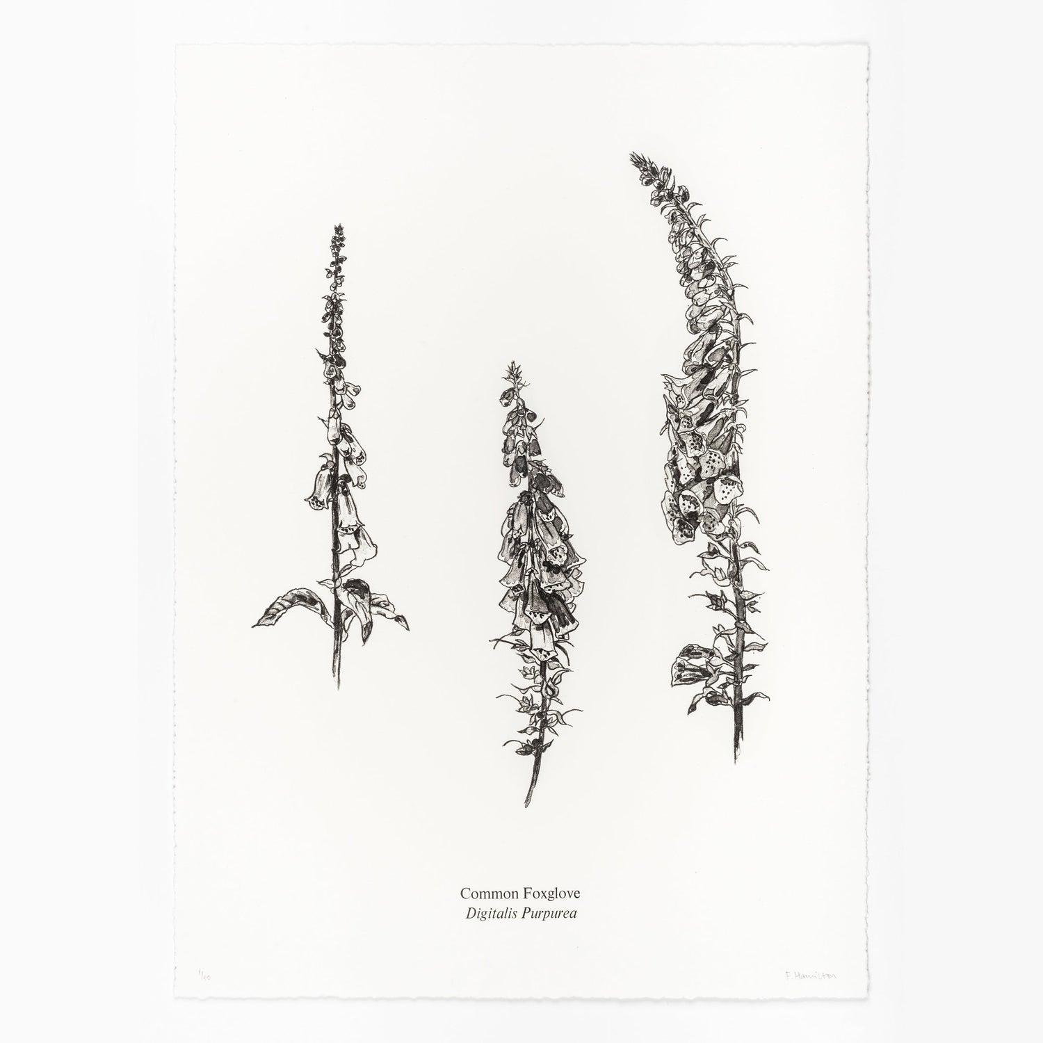 Traditional Lithography
