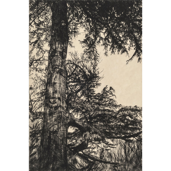 Greville Smyth Cedar drypoint etching by Fiona Hamilton