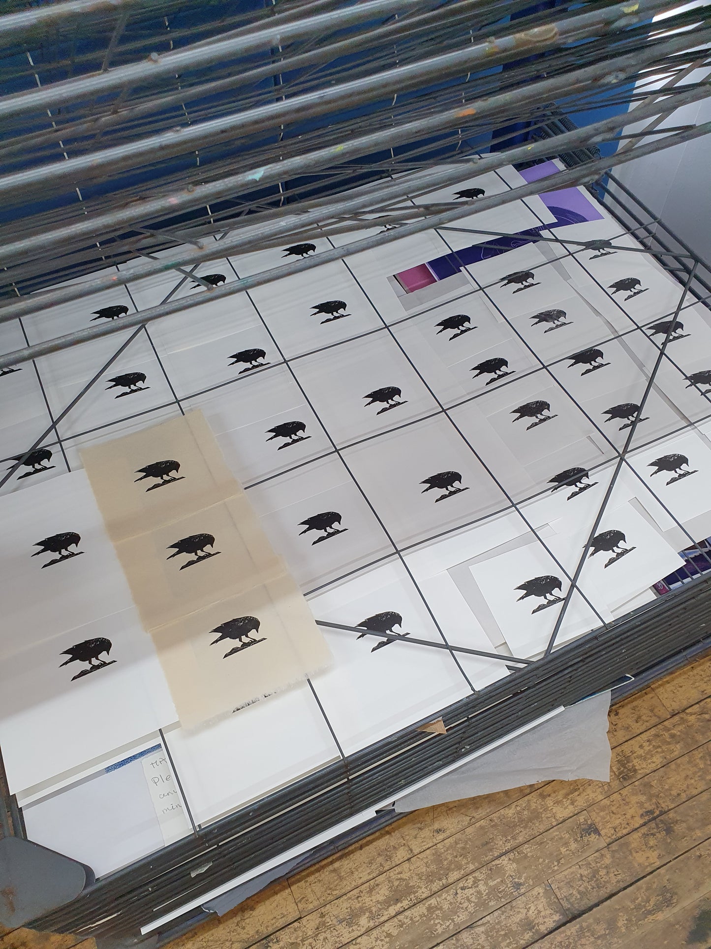 Pecking Jackdaw Print
