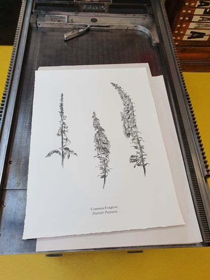 Foxgloves Print