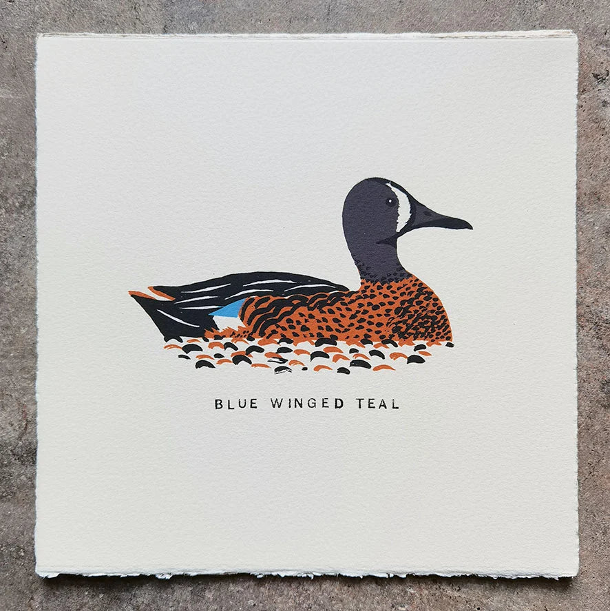 Illustration of a blue-winged teal duck floating on water in grey and orange by contemporary printmaker, Tom Frost.