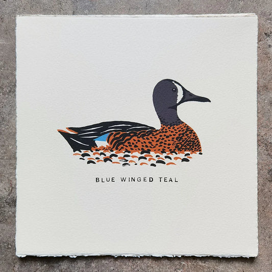 Illustration of a blue-winged teal duck floating on water in grey and orange by contemporary printmaker, Tom Frost.