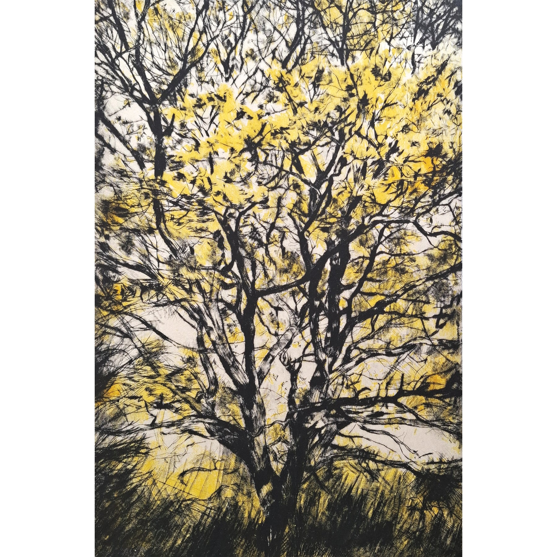 Golden Oak drypoint etching and lithographic print with chine colle by contemporary artist and printmaker, Fiona Hamilton. Depicting a late autumn, early winter oak tree with bright yellow golden leaves.