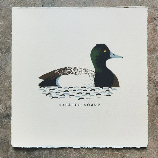 Illustration of a Greater Scaup duck on water, screen printed in four colours on Somerset Satin printmaking paper by contemporary artist Tom Frost,