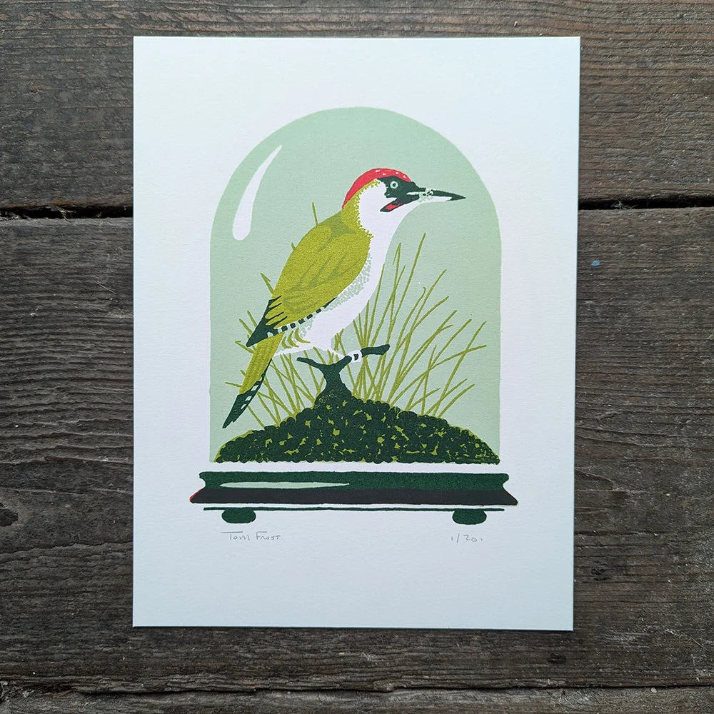 Screen printed illustration of a green woodpecker in a glass dome in a mid-century style by contemporary printmaker Tom Frost.