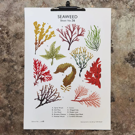 Screen printed art print of seaweed illustrations on a textured wall by contemporary printmaker and artist, Tom Frost.
