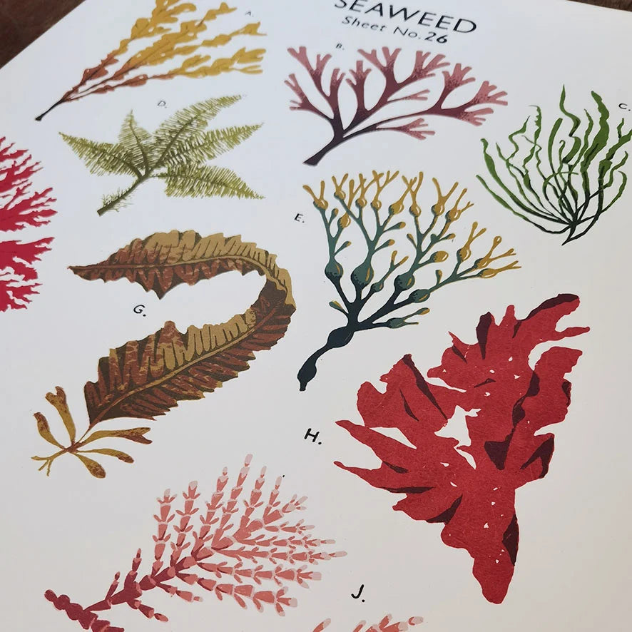 Detail of screen printed art print of seaweed illustrations on a textured wall by contemporary printmaker and artist, Tom Frost.