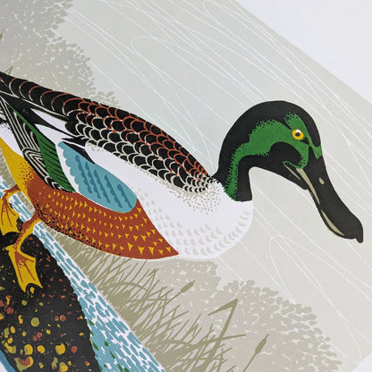 Northern Shoveler Art Screen Print