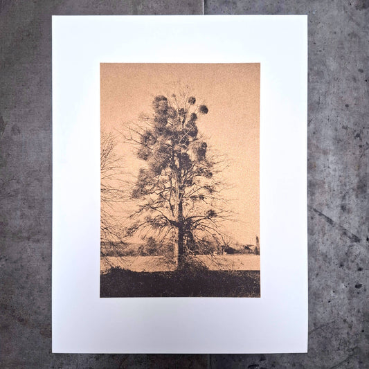 An Abundance of Mistletoe Art Screen Print