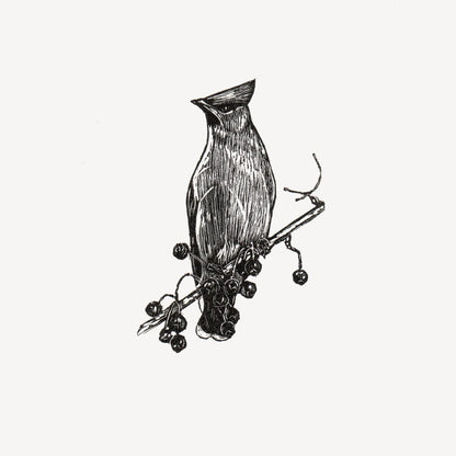 Bohemian Waxwing Wood Engraving Art Print