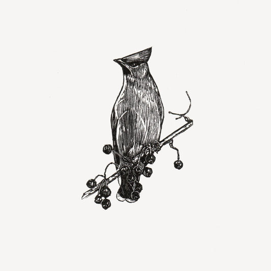 Bohemian Waxwing Wood Engraving Art Print