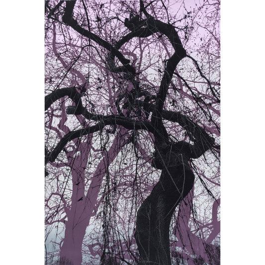 Branches Purple Print