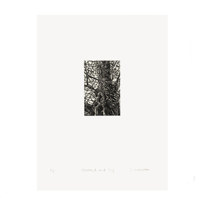 Black and white wood engraving artwork of a chestnut tree in winter on a white background.