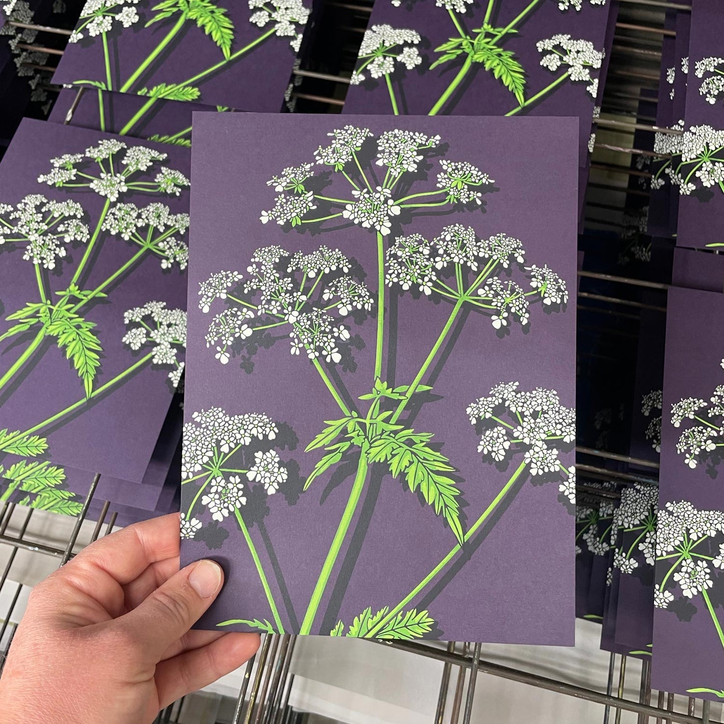 Cow Parsley Art Screen Print