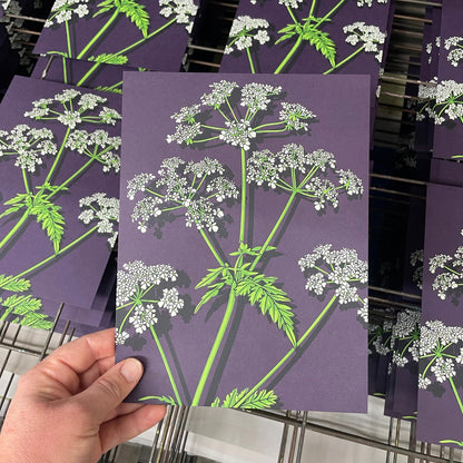 Cow Parsley Art Screen Print