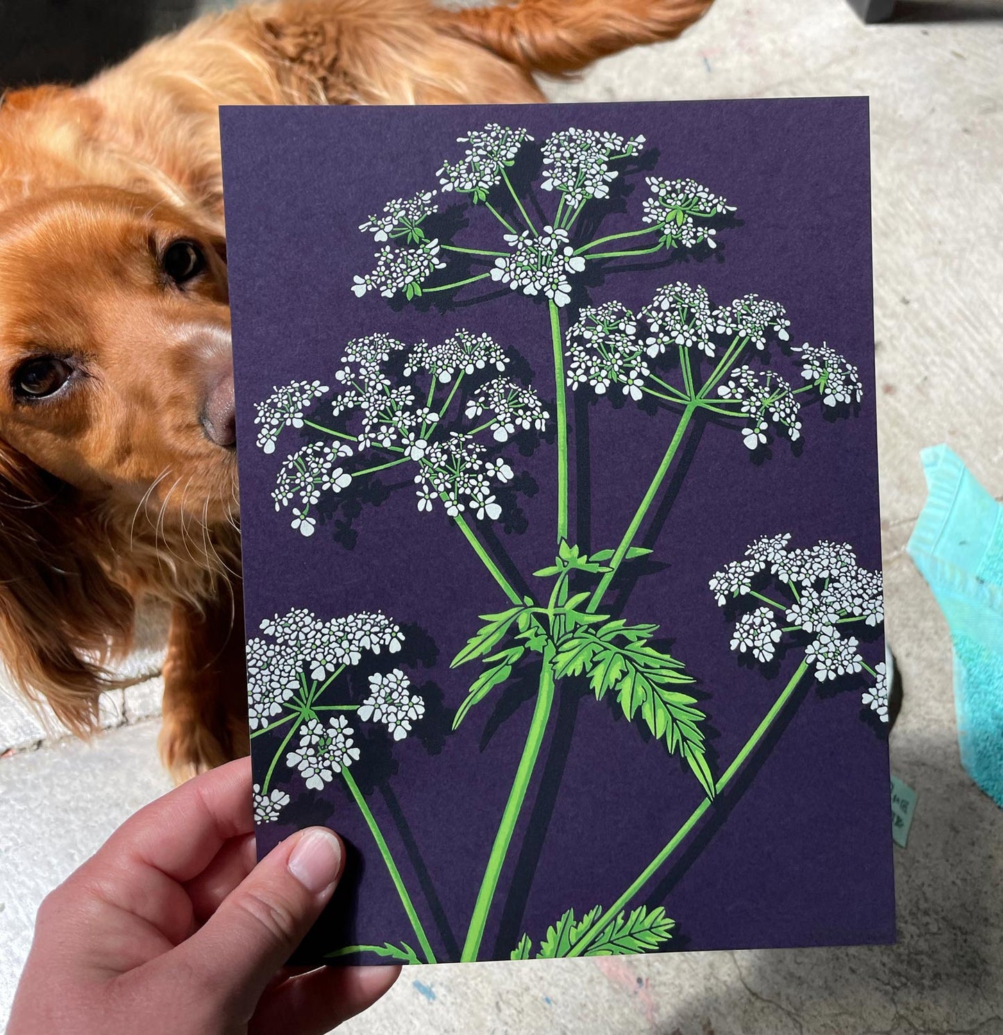 Cow Parsley Art Screen Print